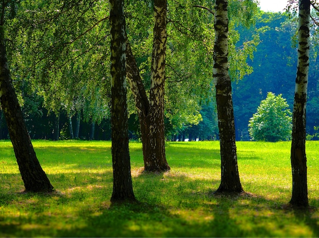 Een paar berkenbomen bij het landschapsachtergrond van het zomerpark