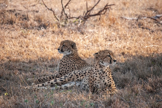 Foto een paar cheetahs ontspannen in de schaduw van een boom in mala mala game reserve mpumalanga