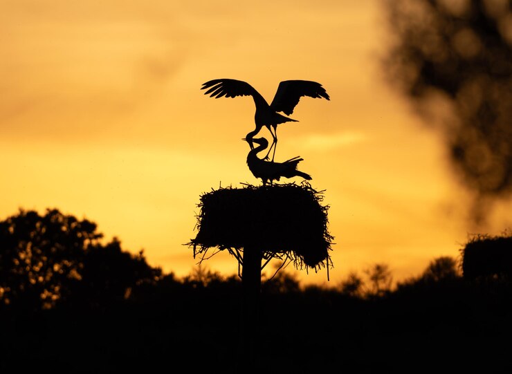 Een paar copulerende witte ooievaars Ciconia ciconia gefotografeerd bij zonsondergang