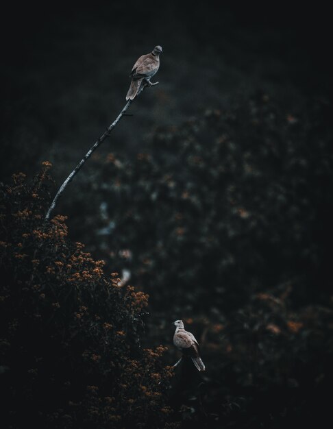 Foto een paar duiven aan de boom in mijn tuin