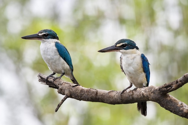 Een paar Gekraagde IJsvogels die op boomtak neerstrijken, Thailand