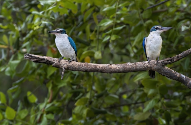 Een paar Gekraagde IJsvogels die op boomtak neerstrijken, Thailand