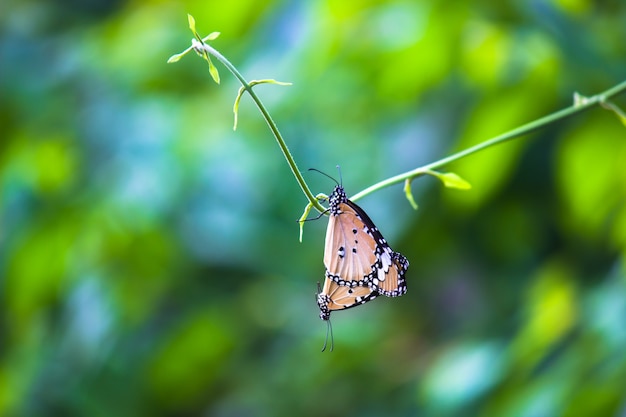 Een paar gewone tijgervlinders die tijdens de lente op de takplant paren