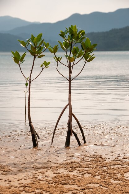 Een paar grappige jonge mangrovebomen bij eb verlicht door een zacht zonlicht Iriomote Island