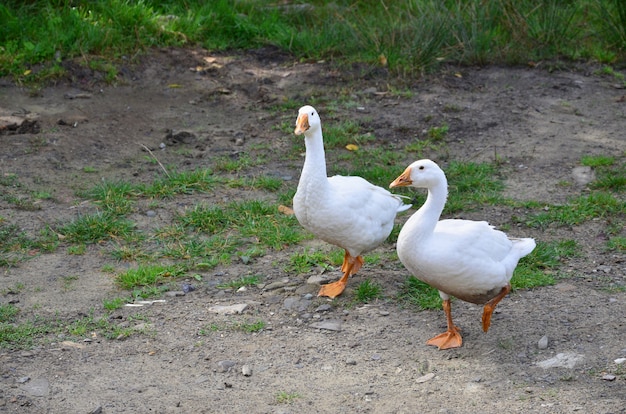 Een paar grappige witte ganzen lopen langs de vuile met gras begroeide tuin