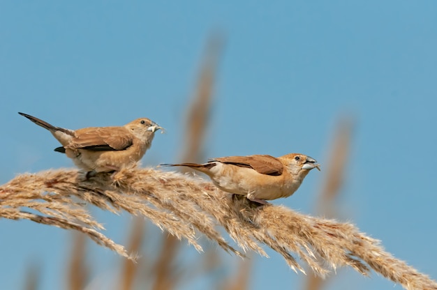 Een paar Indiase silverbill voeden met baars