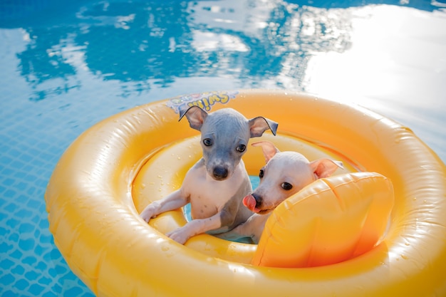 Een paar kleine schattige puppy's (American Hairless Terrier) drijvend in een pool