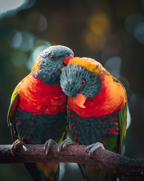 Een paar Lorikeet-dwergpapegaaien zaten samen op een tak