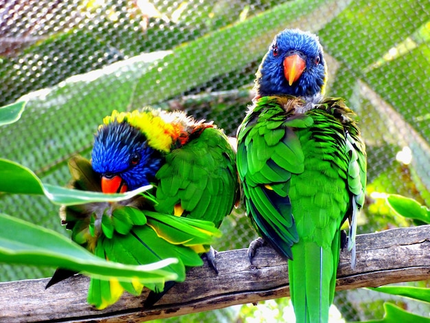 Foto een paar lorikeets.