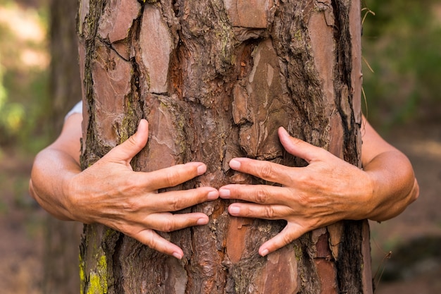 Een paar mensenhanden die een boom in het bos knuffelen - liefde voor het buitenleven en de natuur - concept van de aardedag. Een oude vrouw verstopt zich voor de kofferbak. Mensen redden de planeet van ontbossing