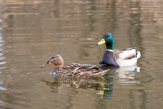 Een paar mooie aantrekkelijke eenden zwemt in het water, close-up.