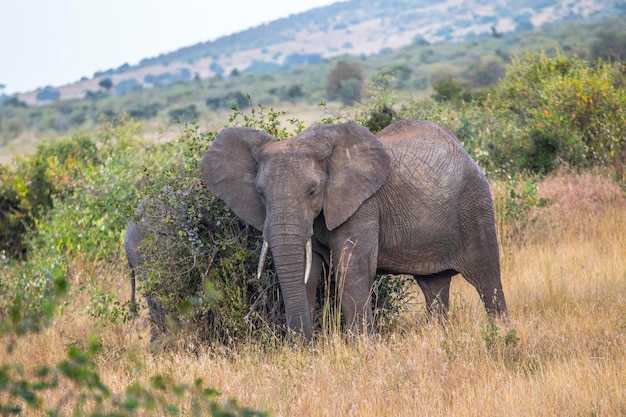 Een paar olifanten die op takken in Masai Mara Kenia schoonmaken