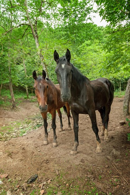 Foto een paar paarden in de velden