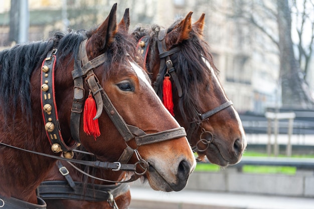 Een paar paarden in een harnas met bellen. Excursie voor toeristen.