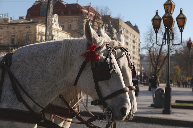 Een paar paarden in een harnas vervoeren toeristen door de stad