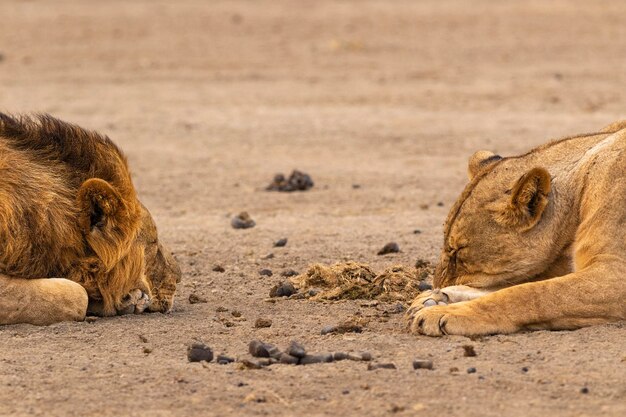 Een paar parende Afrikaanse leeuwen ontspannen op het veld