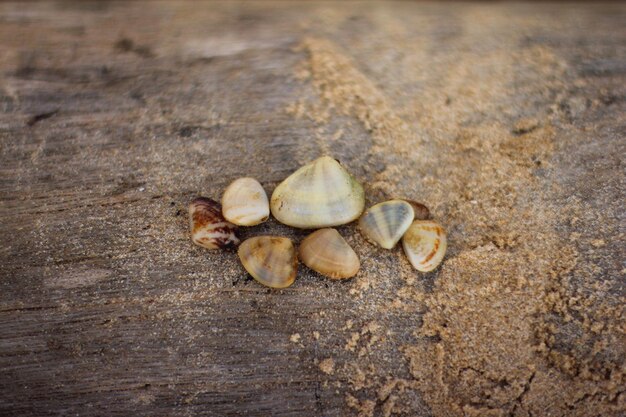 Foto een paar schelpen op een houten tafel