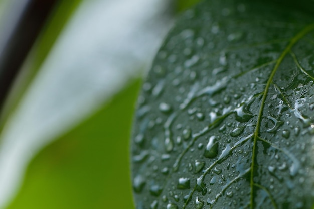 Een paar trossen onrijpe walnoten in een groene schil op de takken van een boom met groene bladeren