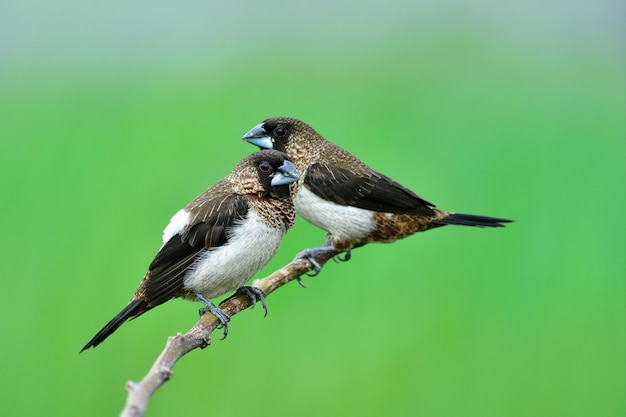 Foto een paar whiterumped munia die samen op een boomtak neerstrijken, stellen zich bloot over de groene plantageachtergrond