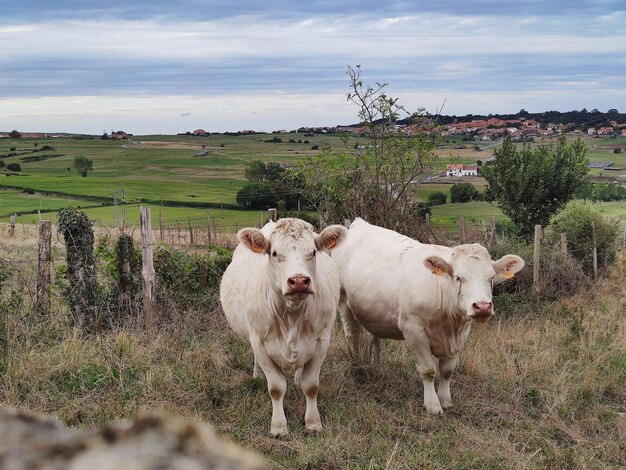 Foto een paar witte koeien in een weide die naar de camera kijken.