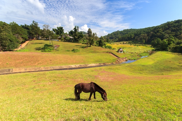 Een paard bij steek-ung meer, pijnboom bospark en zonneschijndag, Mae Hong Son, het Noorden van Thailand