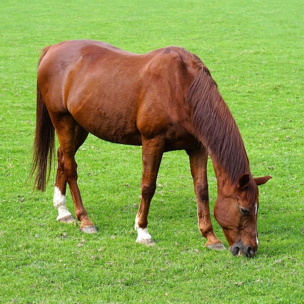 Een paard graast in een groen veld