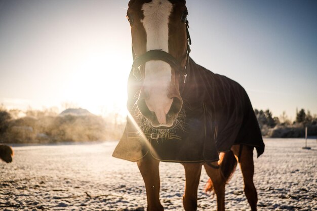 Foto een paard in de winter tegen de zon