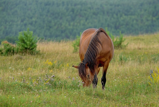 Een paard in een veld dat gras eet