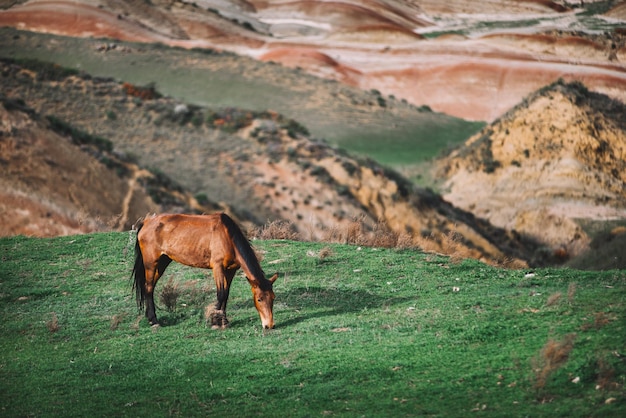 Een paard in een veld met geschilderde heuvels