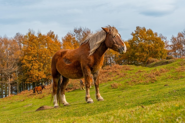 Een paard in vrijheid op de berg Erlaitz in de stad Irun, Gipuzkoa. Baskenland