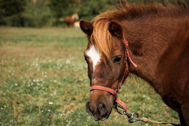 Een paard met een witte vlek op zijn gezicht