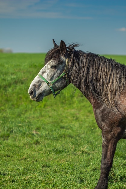 Een paard op een groene velddag