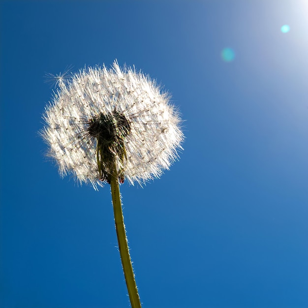 Een paardebloem in zonlicht tegen blauwe lucht Lente en zomer behang