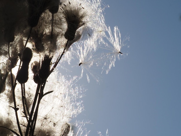 Een paardebloem waait in de wind.