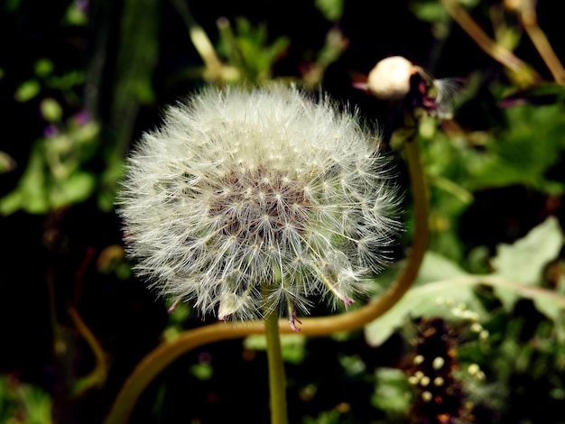 Een paardenbloem