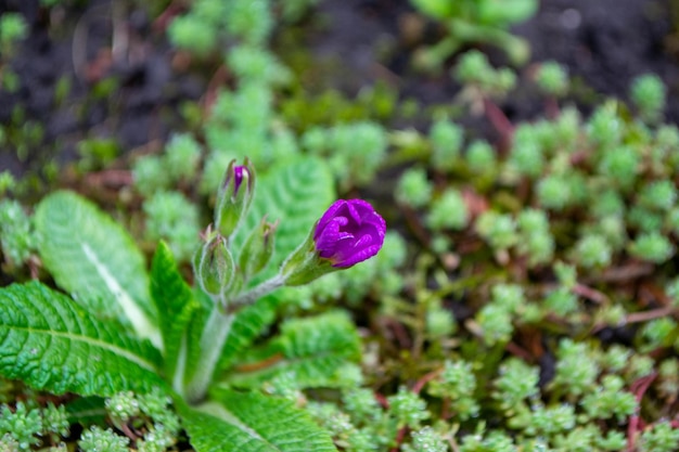 Een paarse bloem groeit op een stukje gras en er zit een klein stukje mos op.