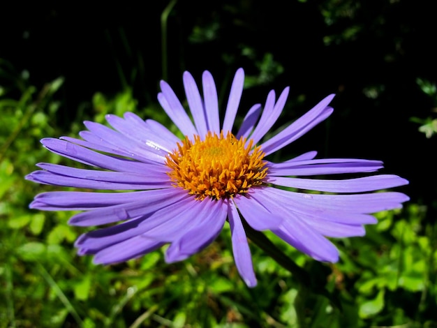 Een paarse bloem met een oranje centrum en dauwdruppels staat in de tuin met een groene achtergrond