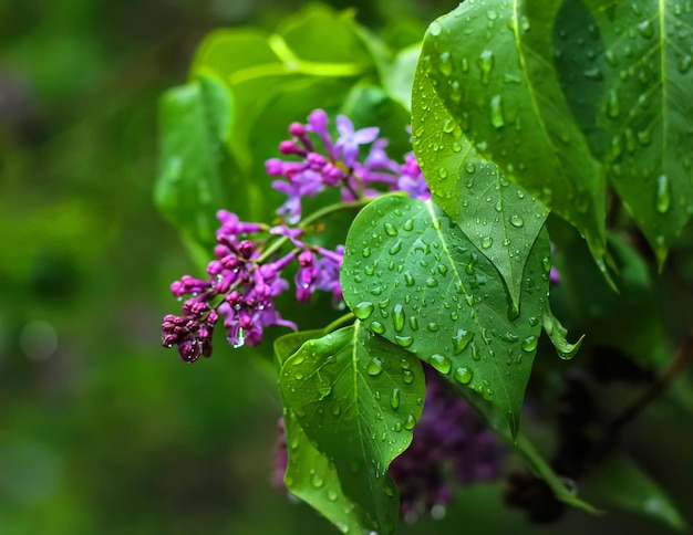 Een paarse bloem met waterdruppels erop