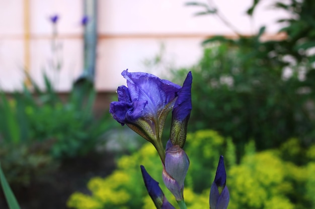 Een paarse bloem op de achtergrond van groen in de tuin