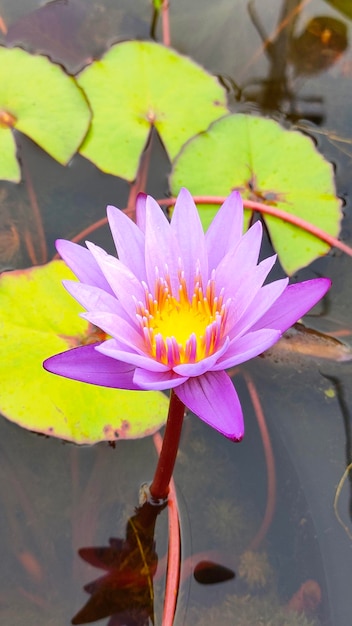 Een paarse lotusbloem in het water