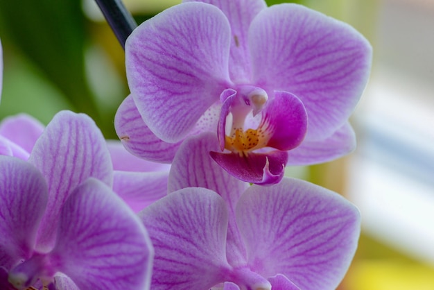 Een paarse orchidee met een wit hart en een geel hart.