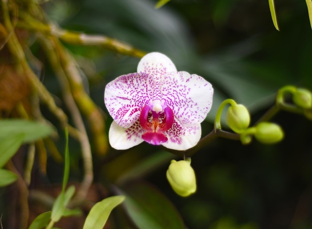 Een paarse orchideebloem close-up