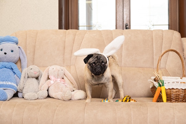 Een paaspug puppy met konijnenoren op zijn hoofd op de bank