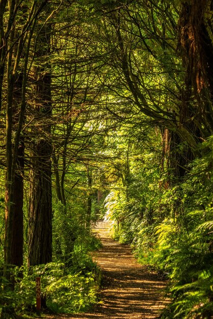 Foto een pad dat leidt door weelderige inheemse struiken en boomvarens bij lake managamahoe in taranaki