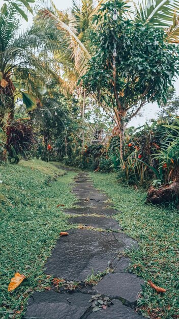 Foto een pad door de jungle met een boom op de achtergrond