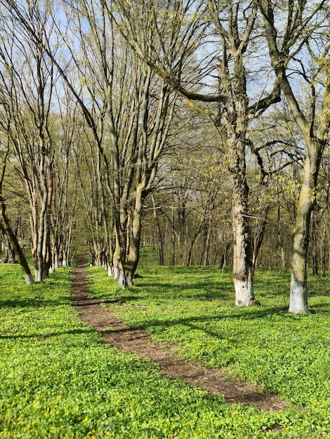Een pad door een bos met bomen en gras en een blauwe lucht.