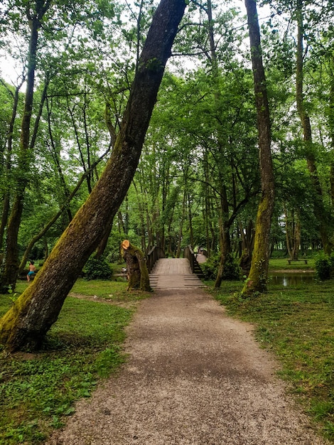Een pad in een bos met bomen waar het woord bos op staat