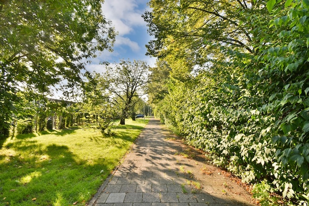 Een pad in een park met bomen en gras