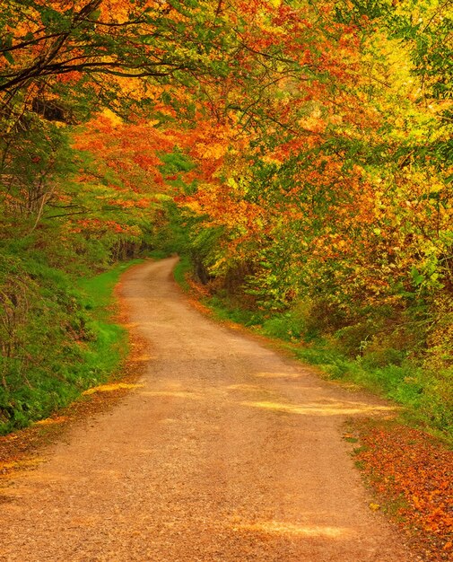 Foto een pad in het bos in de herfst