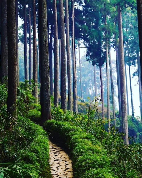 Een pad in het bos met aan de linkerkant hoge bomen.